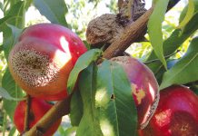 MONILIA SU PESCO: AUTORIZZATO IL QUINTO TRATTAMENTO