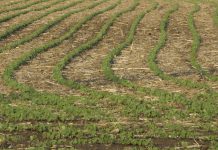 IL NO TILLAGE PROTEGGE IL SUOLO