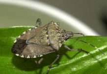 DEROGA ALL’USO DI 3 PRINCIPI ATTIVI CONTRO LA CIMICE ASIATICA