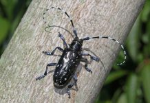 ANOPLOPHORA GLABRIPENNIS: PRIMO AVVISTAMENTO A VAIE (TO)