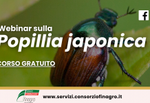 Webinar sulla Popillia japonica Webinar sulla Popillia japonica
