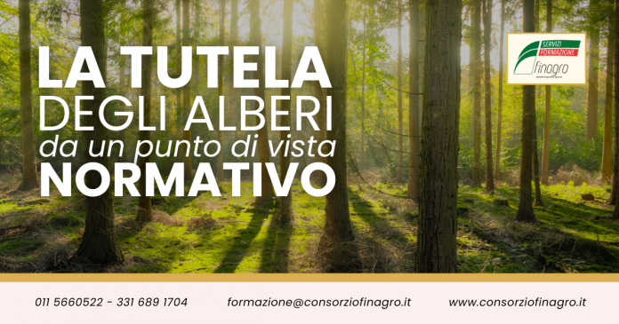 La tutela degli alberi dal punto di vista normativo