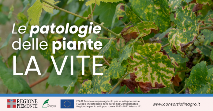 Le patologie delle piante: LA VITE