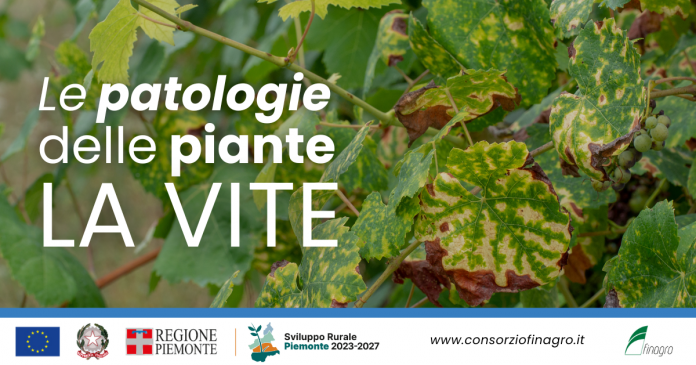 Le patologie delle piante: LA VITE